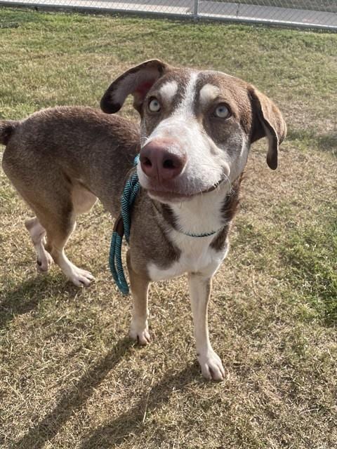 Photo of Allen, adoptable Husky in Corpus Christi, Texas