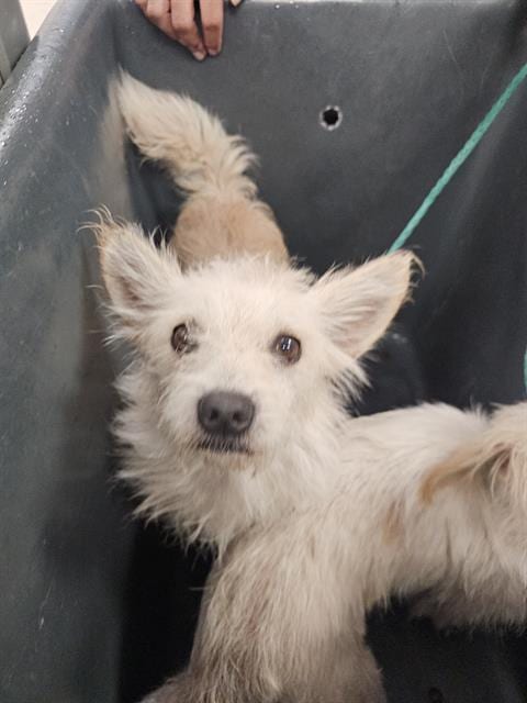 Photo of Clint, adoptable Mixed Breed