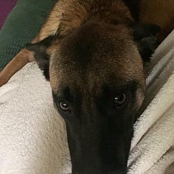 Photo of Kingston - located in OR, adoptable Belgian Malinois in Imlay City, Michigan