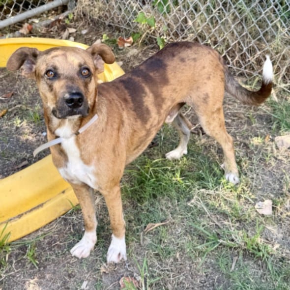 Photo of Danny, adoptable Staffordshire Bull Terrier mix in Houston, Texas