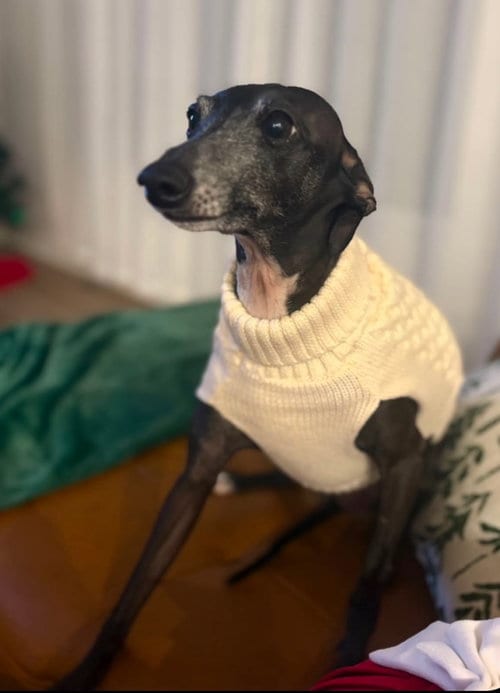 Photo of Gucci, adoptable Italian Greyhound in Cincinnati, Ohio