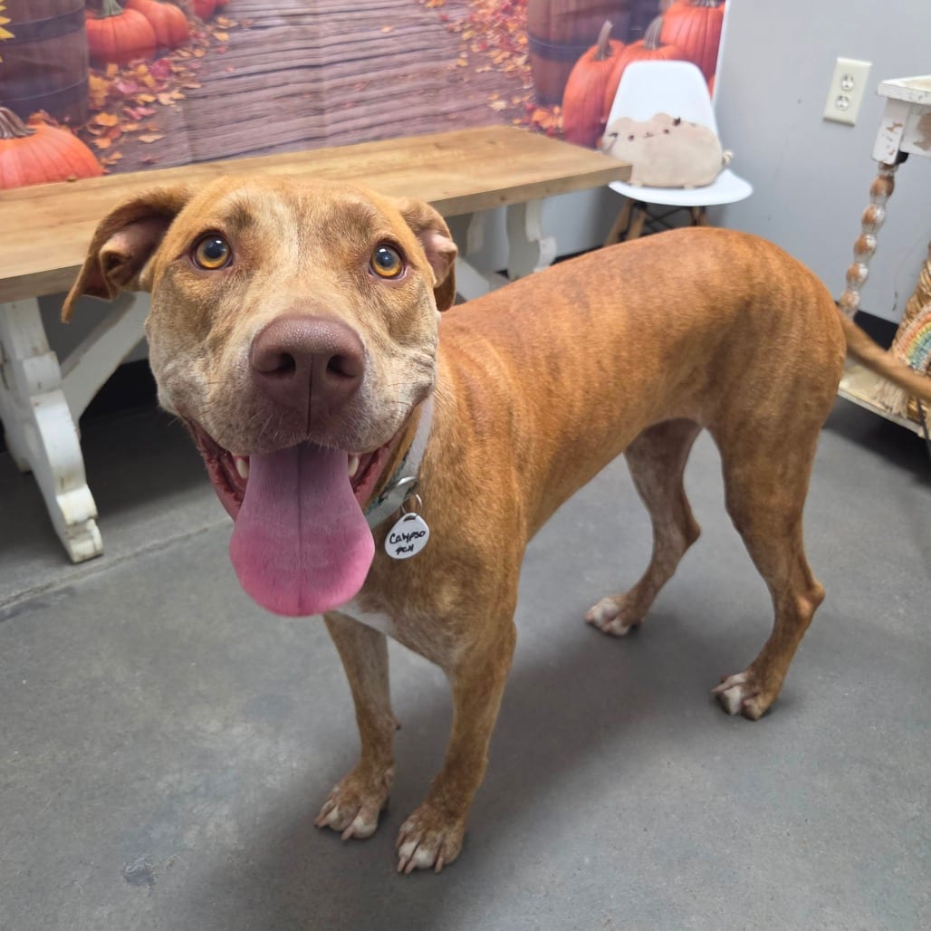Photo of Calypso, adoptable Terrier, Bull in Normal, Illinois