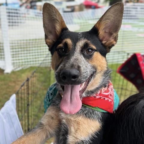 Photo of Alcatraz, adoptable Australian Cattle Dog/Blue Heeler in Camarillo, California