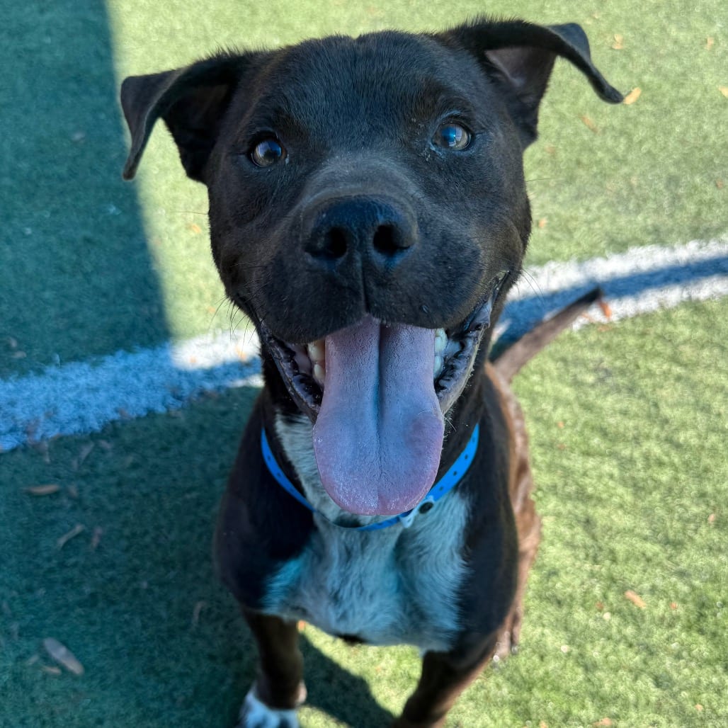 Photo of Murphy, adoptable dog
