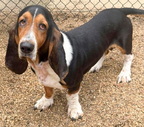 Photo of Murphy, adoptable Basset Hound in Milmay, New Jersey