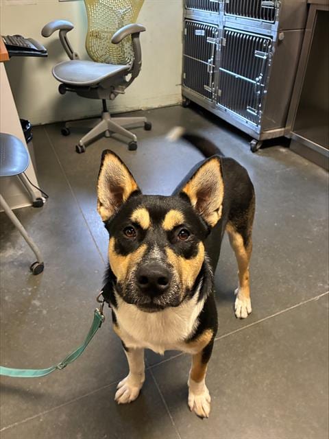 Photo of Shrek, adoptable Siberian Husky in Santa Cruz, California