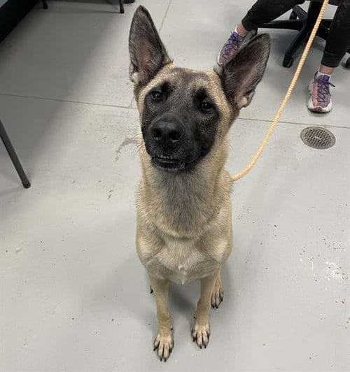 Photo of Chloe, adoptable Belgian Shepherd Malinois in Palmetto, Florida