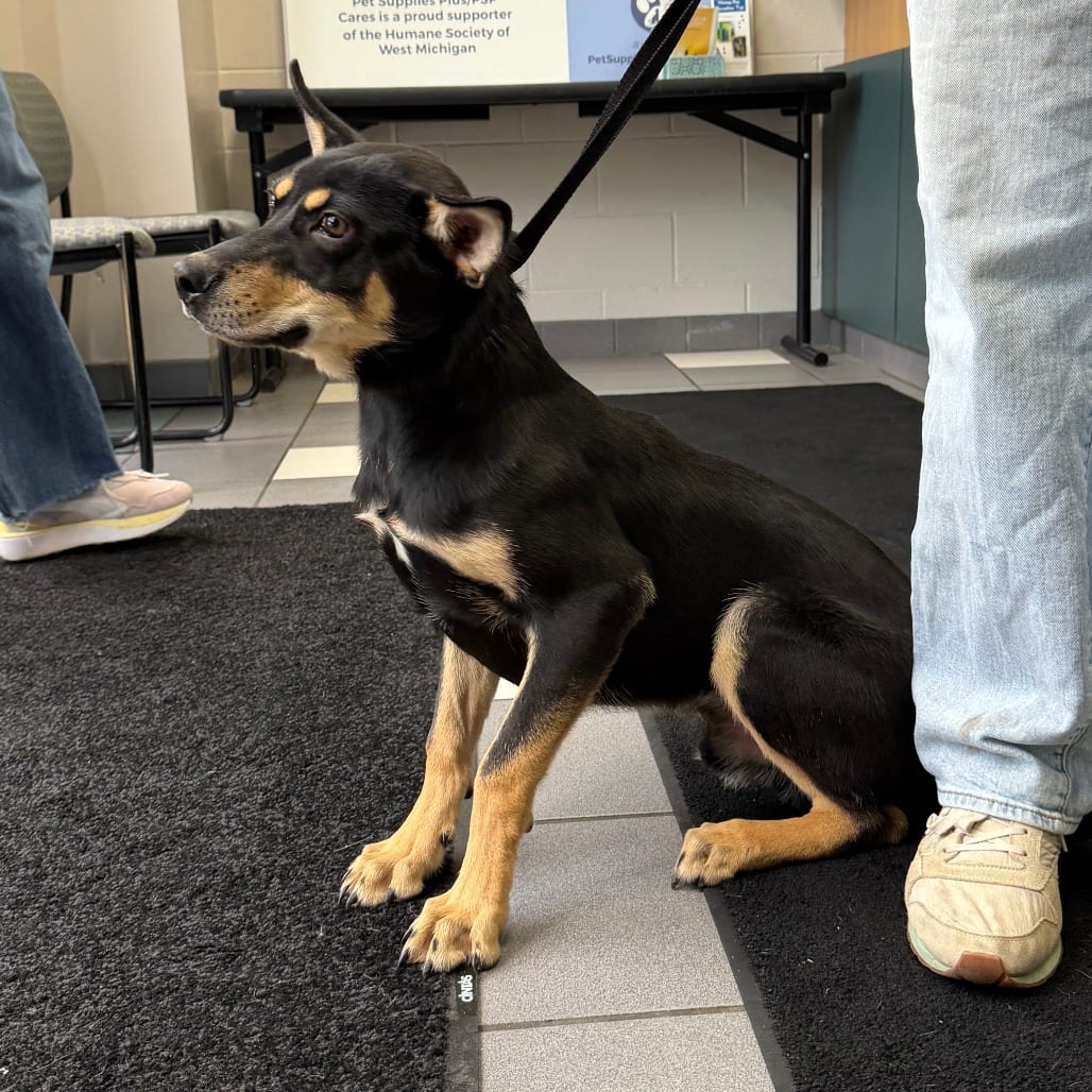 Photo of Chase Morgan, adoptable Mixed Breed (Medium) in Grand Rapids, Michigan