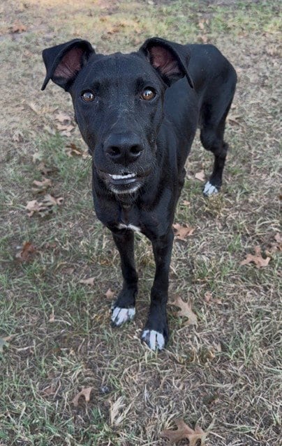 Photo of Nora, adoptable Labrador Retriever in Conroe, Texas