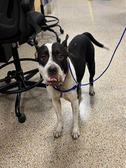 Photo of Nina, adoptable Terrier mix in Miami, Florida