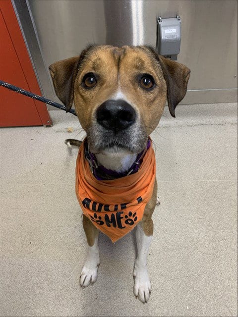 Photo of Rex, adoptable Hound in Fairbanks, Alaska