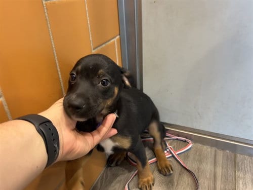 Photo of Rapunzel, adoptable Rottweiler in Garland, Texas