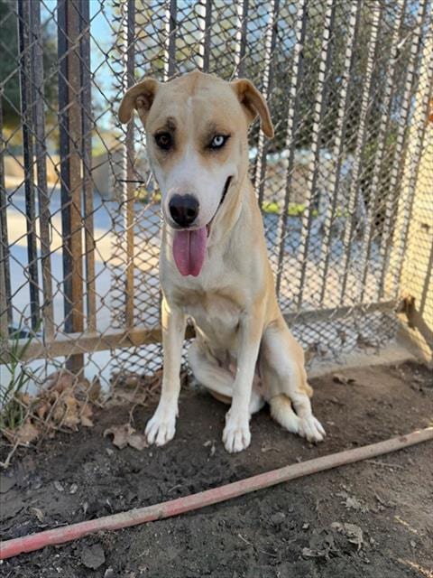 Photo of Chewy, adoptable Labrador Retriever in Riverside, California