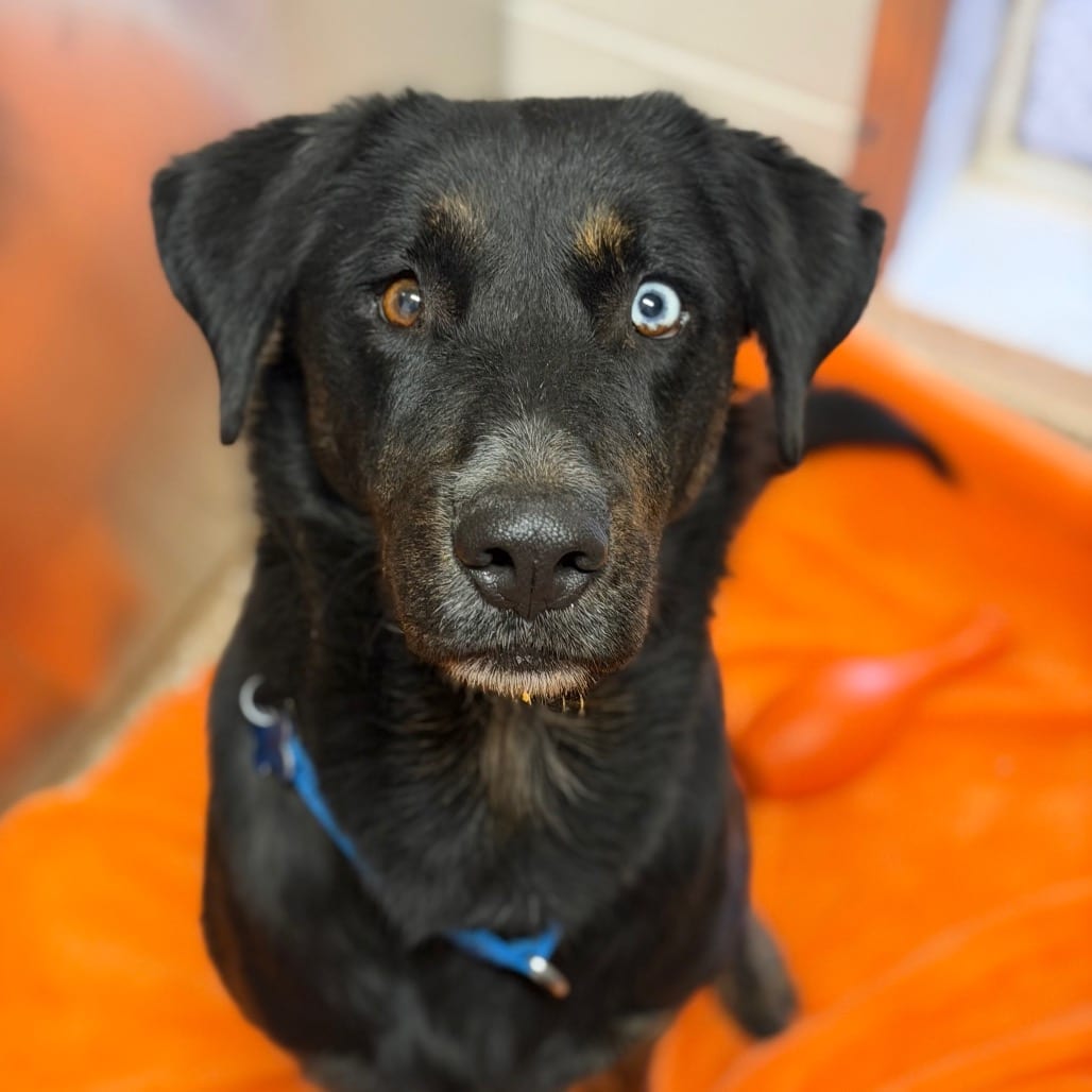 Photo of Quincy, adoptable Catahoula Leopard Dog / Mix in Kanab, Utah