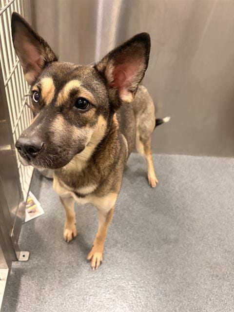 Photo of Selena, adoptable Mixed Breed
