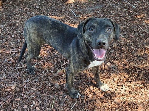 Photo of Don, adoptable Hound in Panama City, Florida
