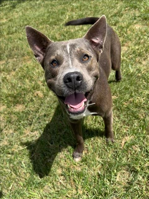 Photo of Julien, adoptable American Pit Bull Terrier in Conroe, Texas