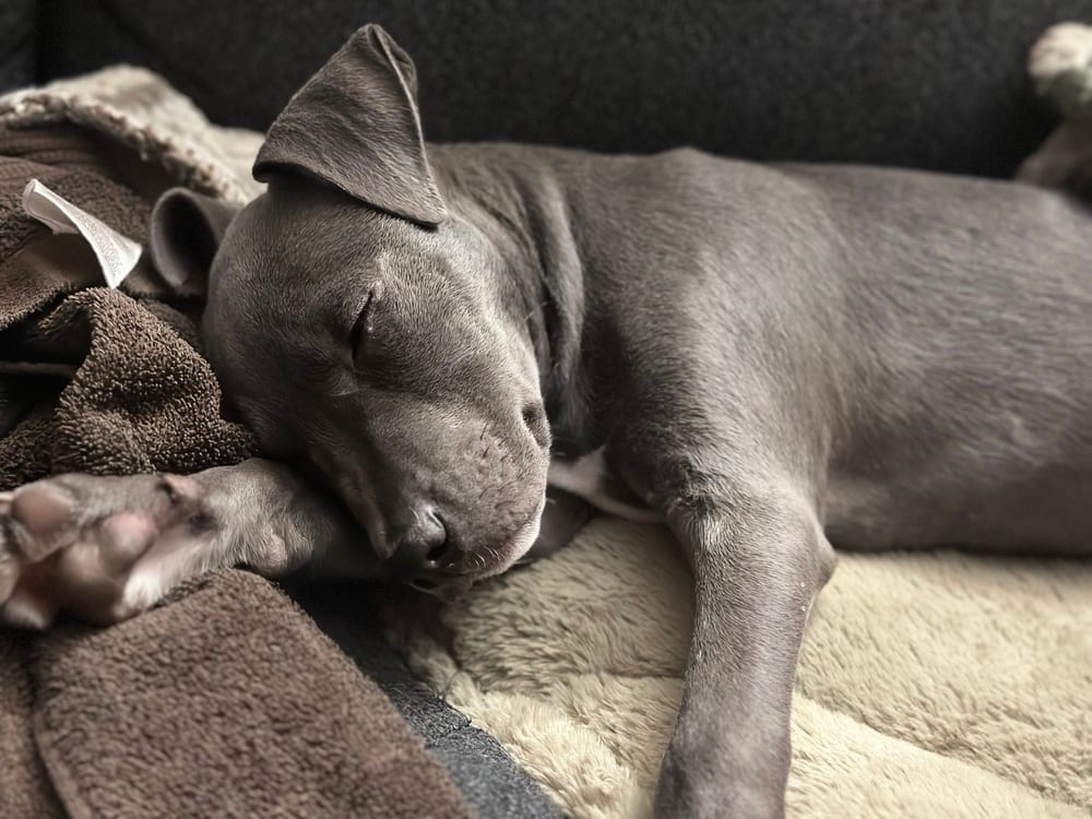 Photo of Selene, adoptable American Pit Bull Terrier in Dana Point, California