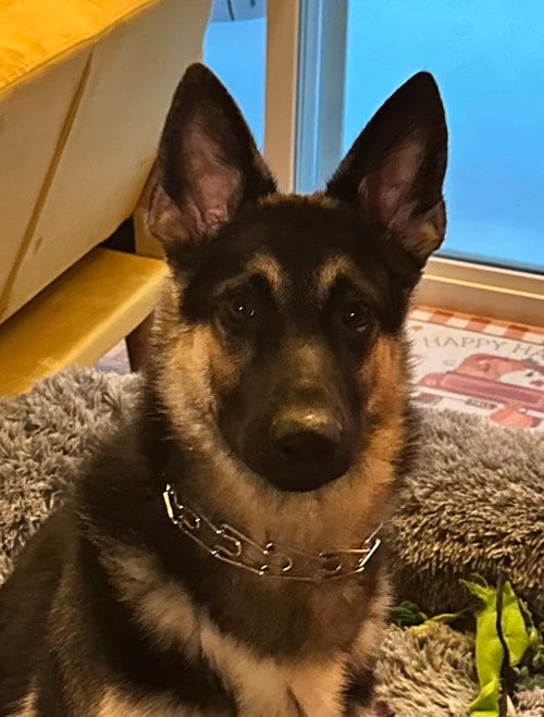 Photo of Max (CL), adoptable German Shepherd Dog in Durham, North Carolina