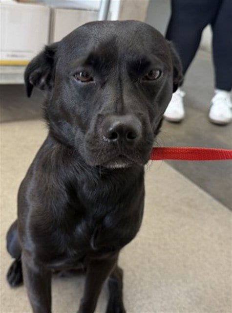 Photo of Knox, adoptable Pug in San Bernardino, California