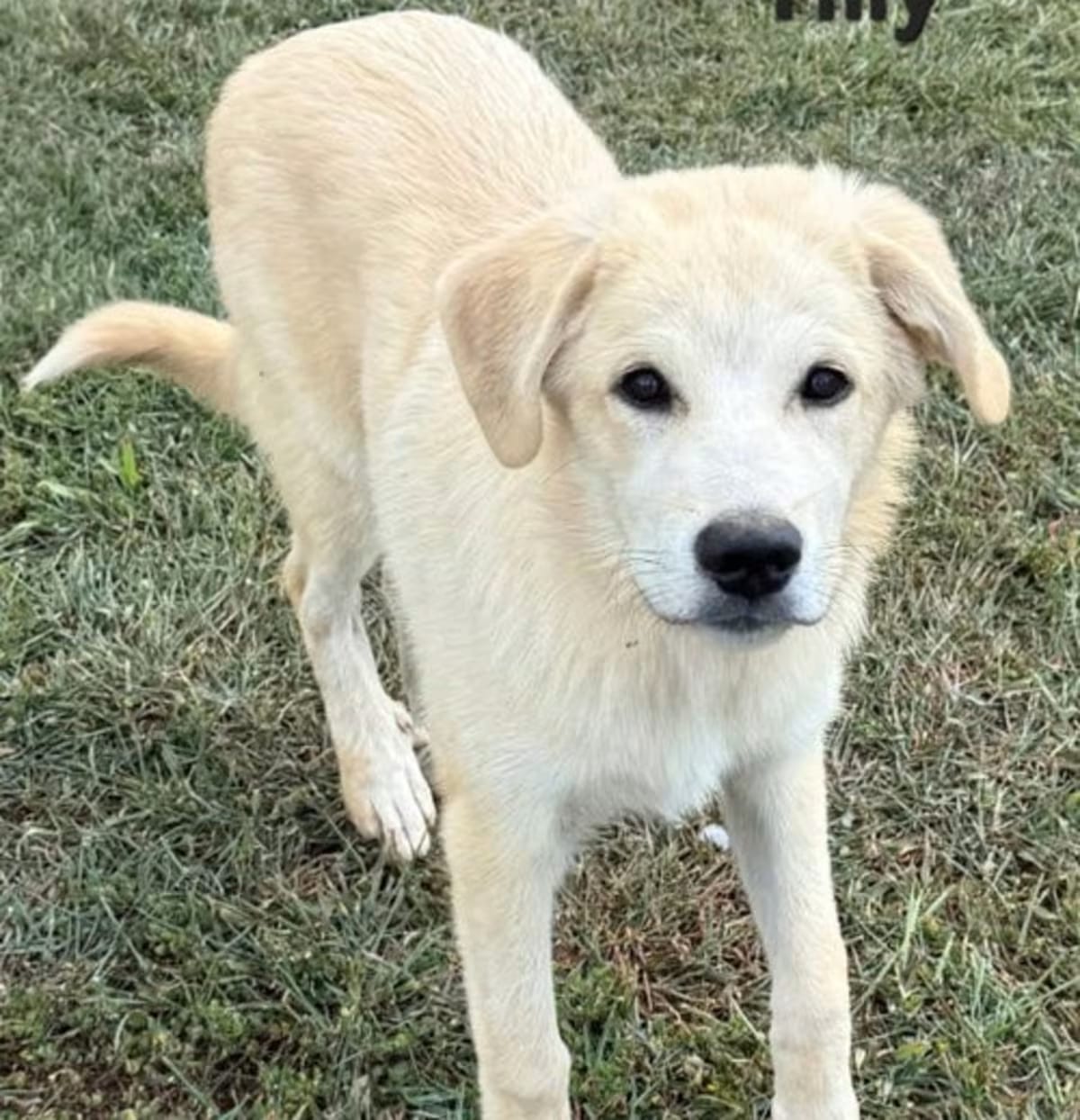 Photo of Puppy Tilly, adoptable Australian Shepherd/Great Pyrenees in Franklin, Tennessee