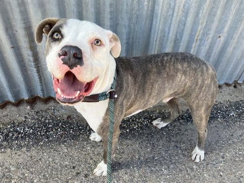Photo of Onyx, adoptable American Pit Bull Terrier in Albuquerque, New Mexico