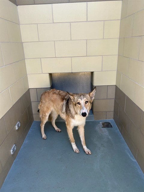 Photo of Bear, adoptable Border Collie in Riverside, California