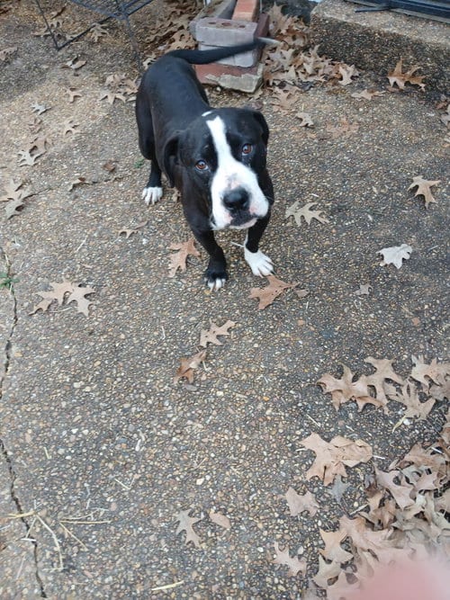 Photo of ZCL-D- River, adoptable Labrador Retriever in Horn Lake, Mississippi