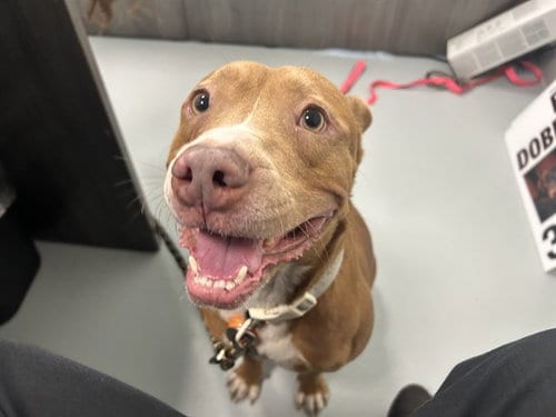 Photo of Azareal, adoptable American Pit Bull Terrier in Ocala, Florida