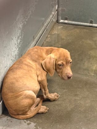 Photo of Balencia, adoptable Hound/Mix in Raeford, North Carolina