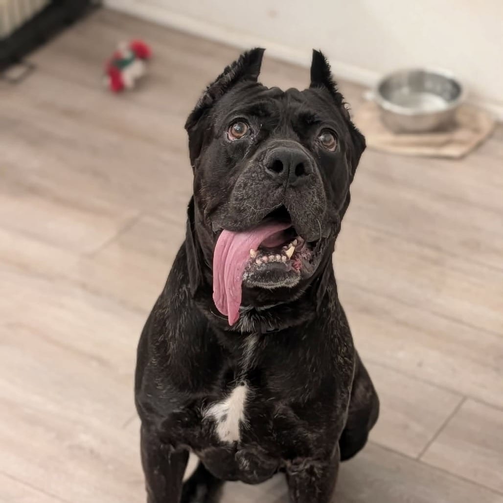 Photo of Nova Aria, adoptable Mastiff, Cane Corso / Mixed Breed (Medium) in Whitestone, New York
