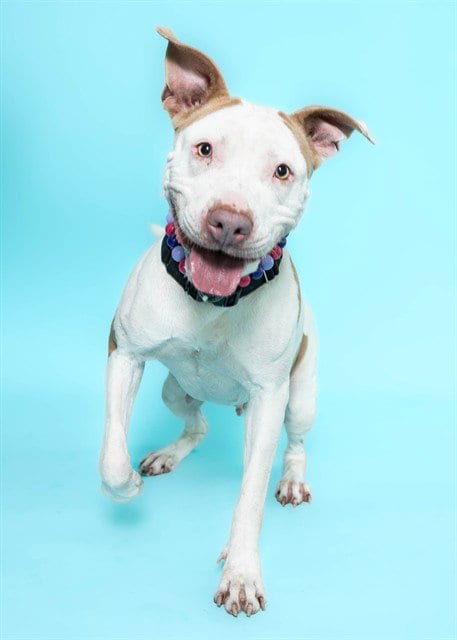 Photo of Verna, adoptable American Staffordshire Terrier in Fort Lauderdale, Florida