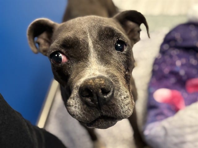 Photo of Tulip, adoptable dog