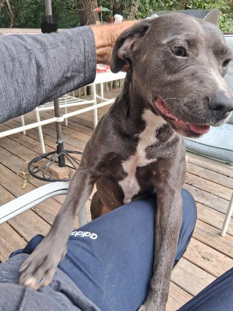 Photo of Waiting List 215, adoptable Pit Bull Terrier in Douglasville, Georgia