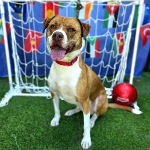 Photo of Penny, adoptable Labrador Retriever in Long Beach, California