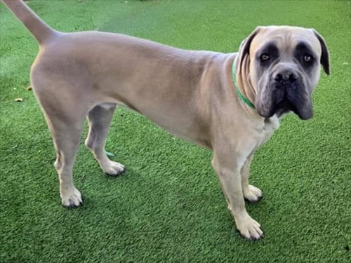 Photo of Ace, adoptable Cane Corso Mastiff in Van Nuys, California