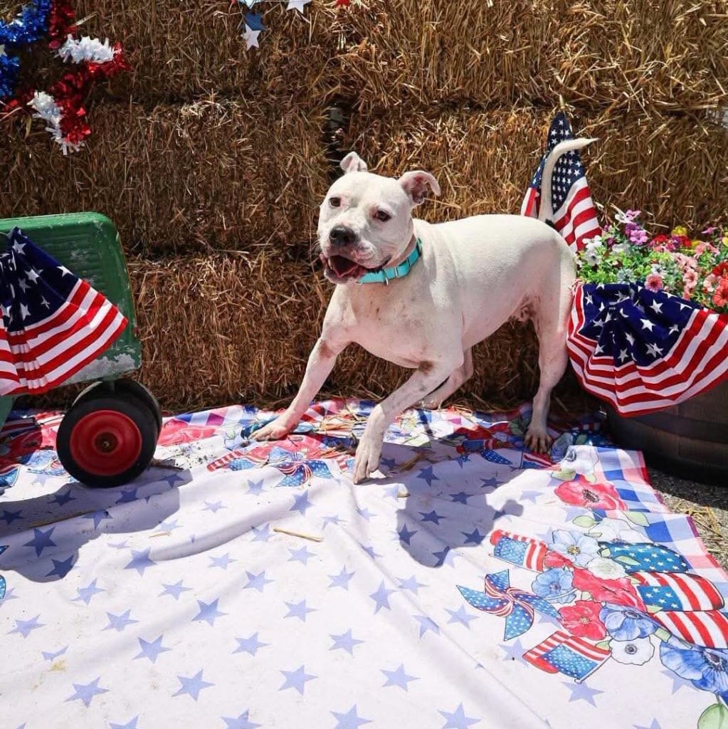 Photo of Princess Jane, adoptable Pit Bull Terrier in Greensburg, Indiana