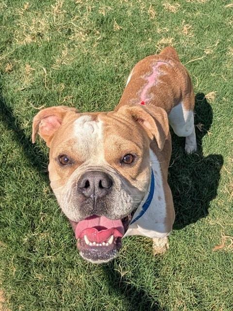 Photo of Yogi, adoptable Boxer in Plano, Texas