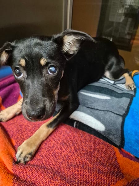 Photo of Barkenstein, adoptable Terrier cross in Lawrenceville, Georgia