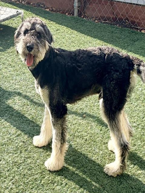 Photo of Cosmo, adoptable Poodle (Standard) in Salinas, California