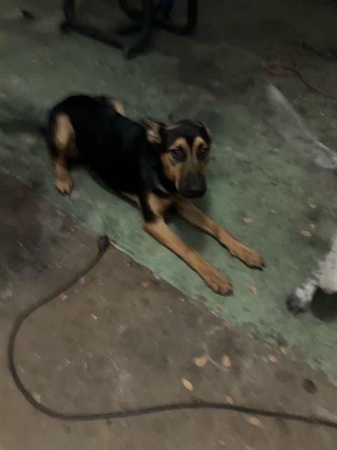 Photo of Lyka, adoptable Mixed Breed