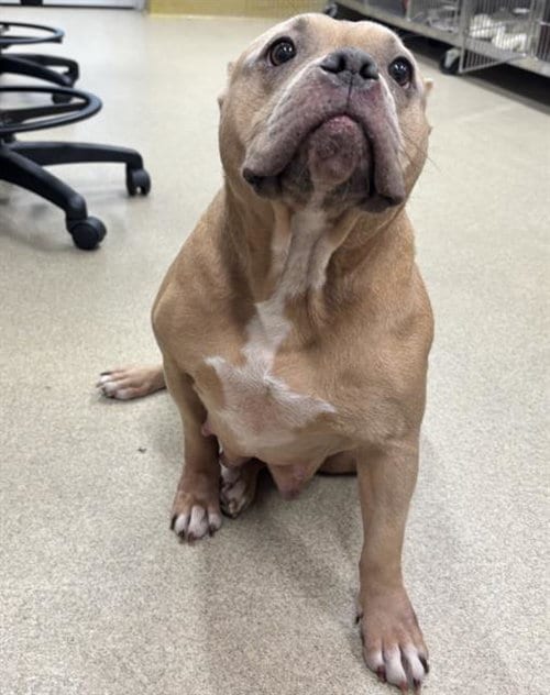 Photo of Lady Dew Drop, adoptable American Staffordshire Terrier in Grand Prairie, Texas