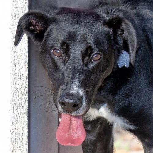 Photo of River, adoptable German Shepherd Dog in St Louis, Missouri