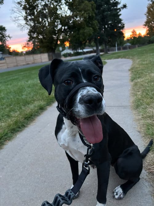 Photo of Dori CO, adoptable Boxer in MIDWAY, Utah