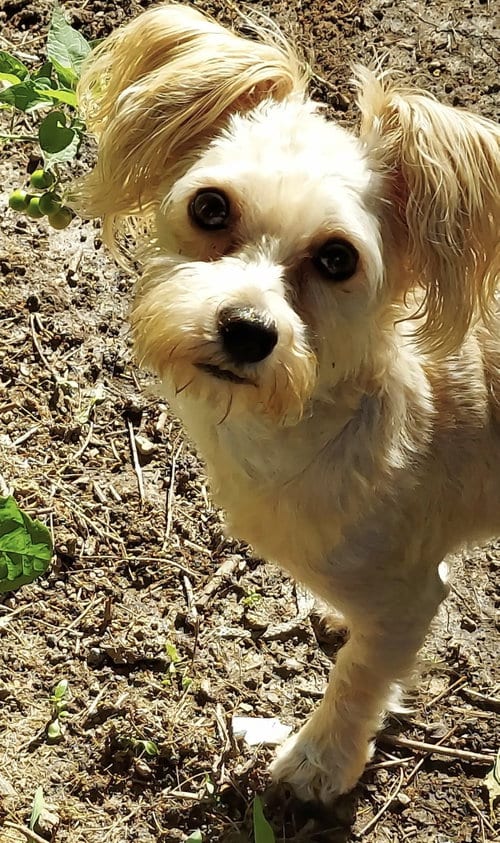 Photo of Teddy, adoptable Maltese in Westmont, Illinois