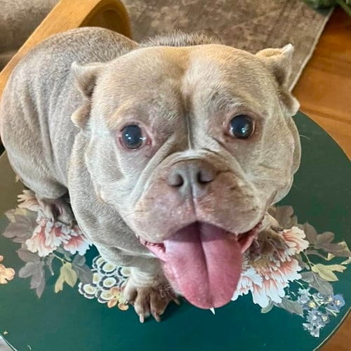 Photo of Molly, adoptable French Bulldog in Spring Lake, North Carolina
