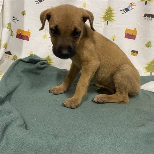 Photo of A614383, adoptable German Shepherd Dog in Modesto, California