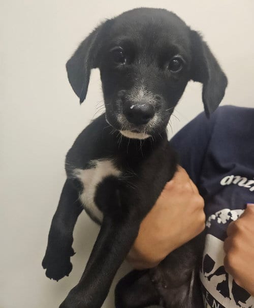 Photo of Arnold, adoptable Unknown breed in Rancho Santa Fe, California