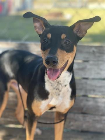 Photo of Jiggy, adoptable Australian Shepherd in Tulsa, Oklahoma
