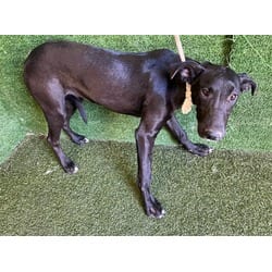 Photo of Rabbit, adoptable Great Dane in Lancaster, California